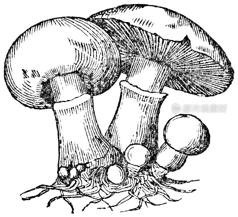 野蘑菇菌(Agaricus Campestris) - 19世纪